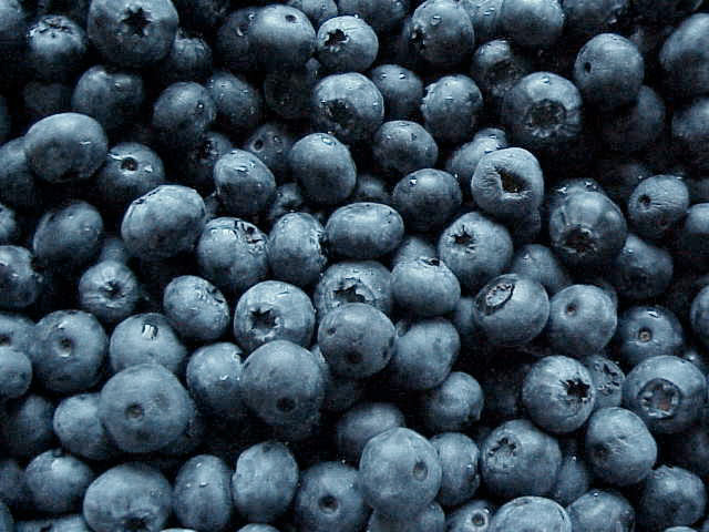 blueberries_earlyblue.jpg